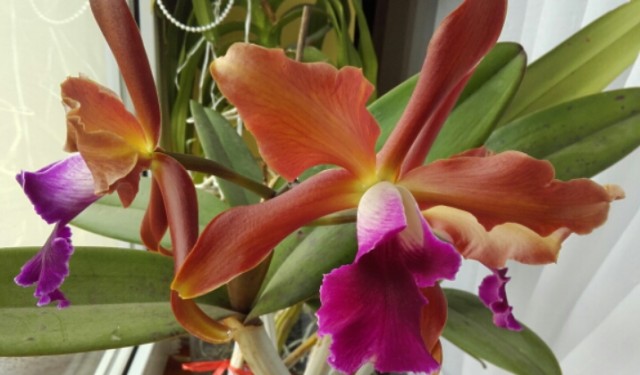 2015-09-20 10.00.19.jpg