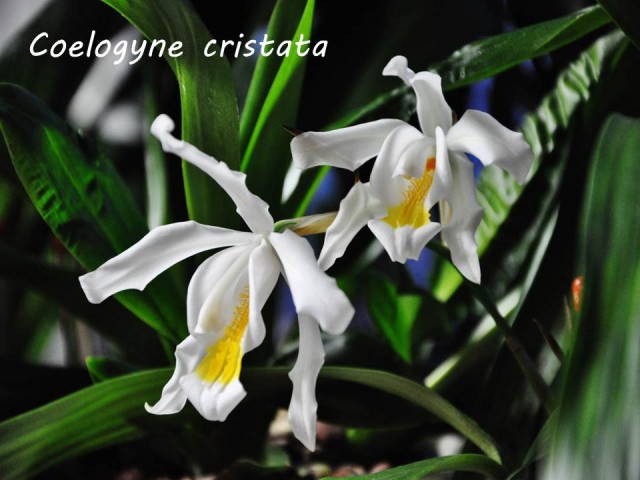 coelogyne cristata.jpg