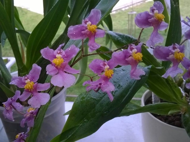 oncidium o..jpg