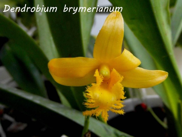 d.brymerianum.jpg