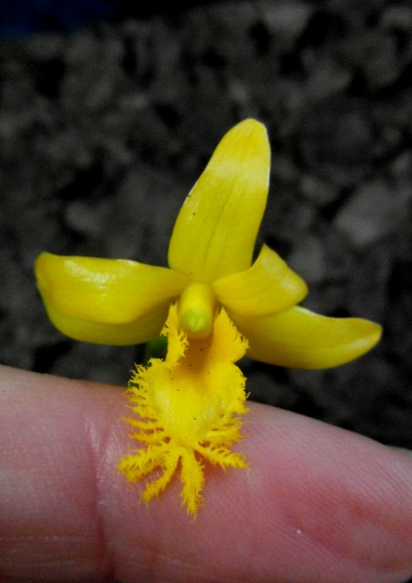 d.brymerianum.jpg 1.jpg