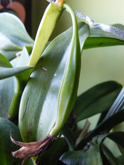 DSCF7480.jpg