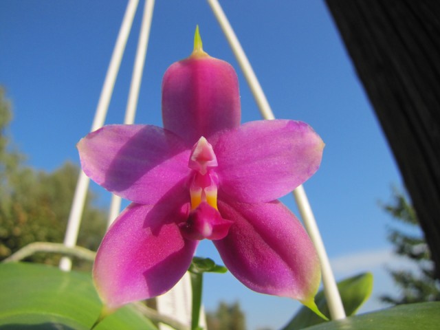 Phal. speciosa purple x violacea blue .JPG