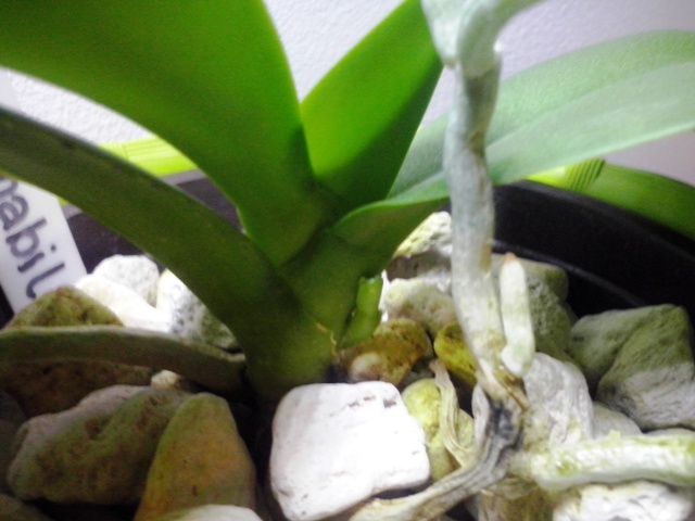 phal.amabilis12.10.2015.jpg