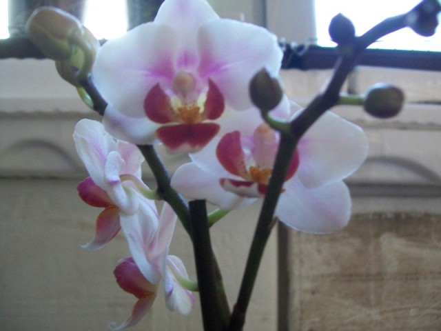 100_1676.JPGminiaturka biała.JPG