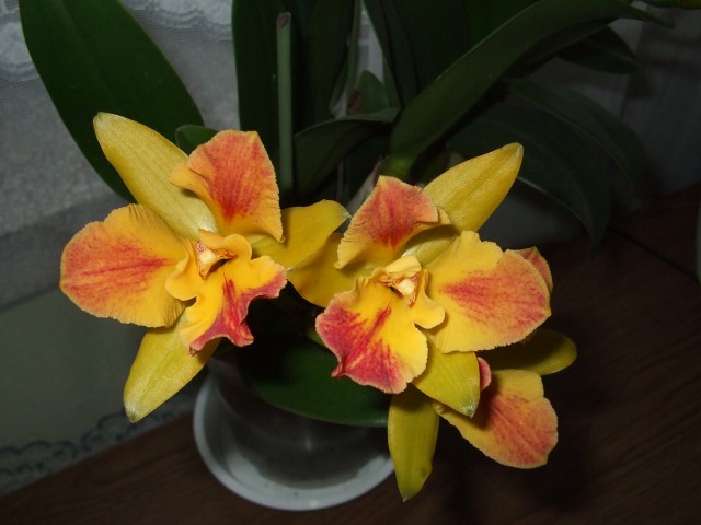 DSCF3243 (2136 x 1602).jpg