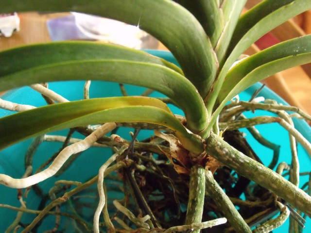 ostatnia vanda 001.jpg