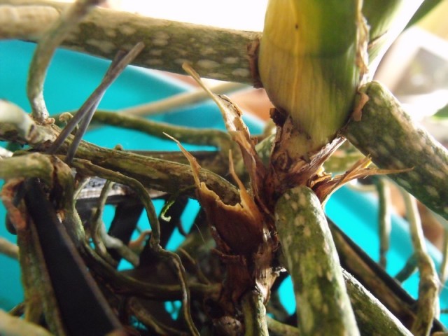 ostatnia vanda 002.jpg