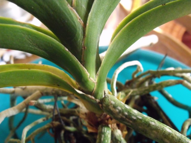 ostatnia vanda 003.jpg