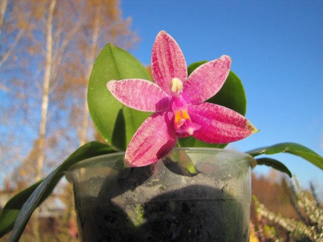 Phal CorningViolet.JPG