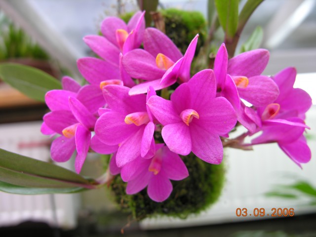 Dendrobium laevifolium.JPG