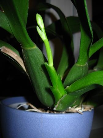 Oncidium pęd.jpg