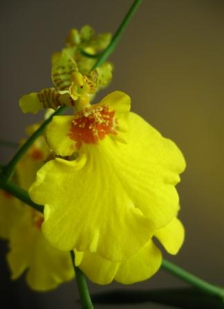 Oncidium.jpg