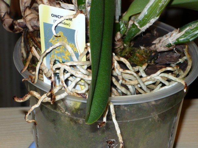 zblizenie plataniny.jpg