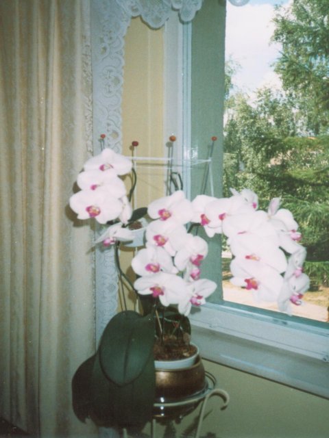 2 w jednym. keiki i kwiaty na pędzie.jpg