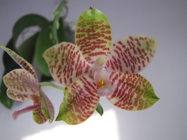 Phalaenopsis gigantea x hieroghlyphica dark.JPG
