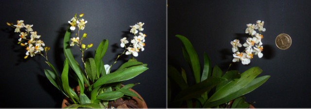 Oncidium Twinke.jpg