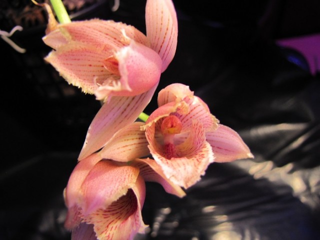 Catasetum denticulatum x Mormodes Nitty Gritty.JPG