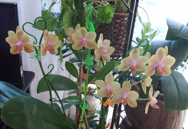 Phal. hybr. pachnący.jpg