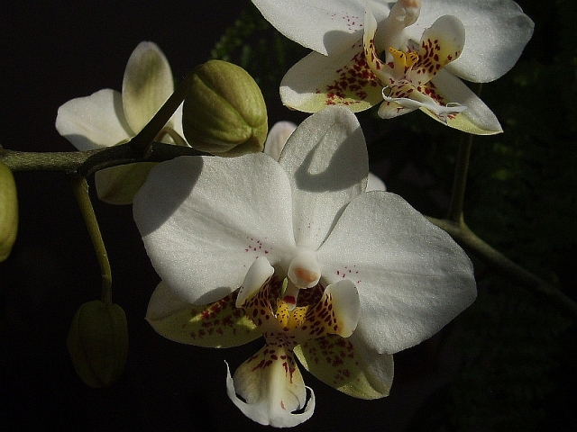 Phal.Brother Pico Chip (Petite Pink x phal. stuartiana).jpg