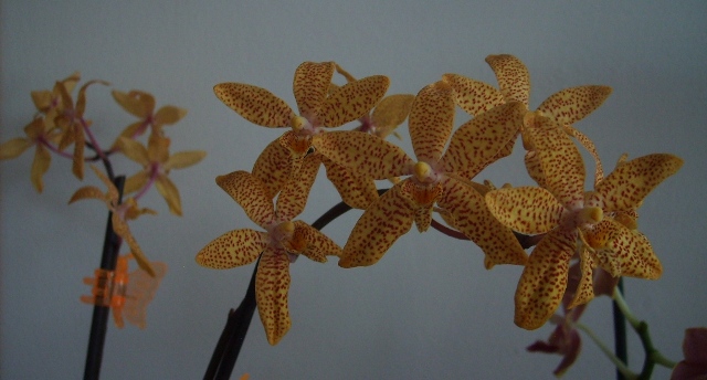 Renanthopsis Mildred Jamson.JPG