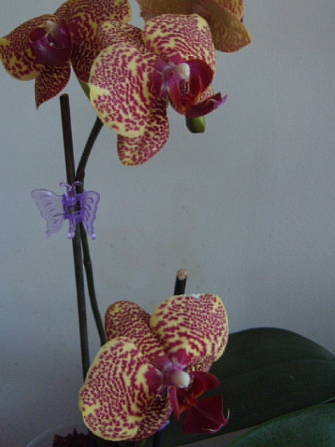 Phal. Brother Lancer.jpg