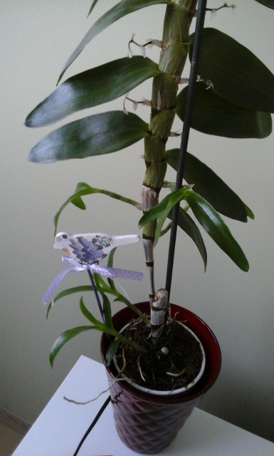 Dendrobium Nobile.jpg