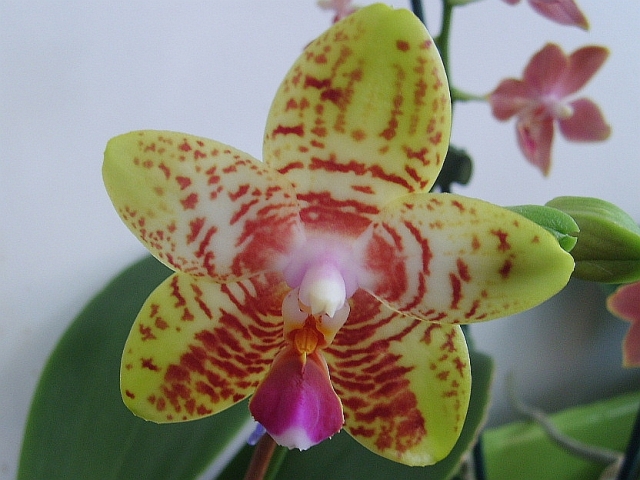 P.Orchid World.jpg