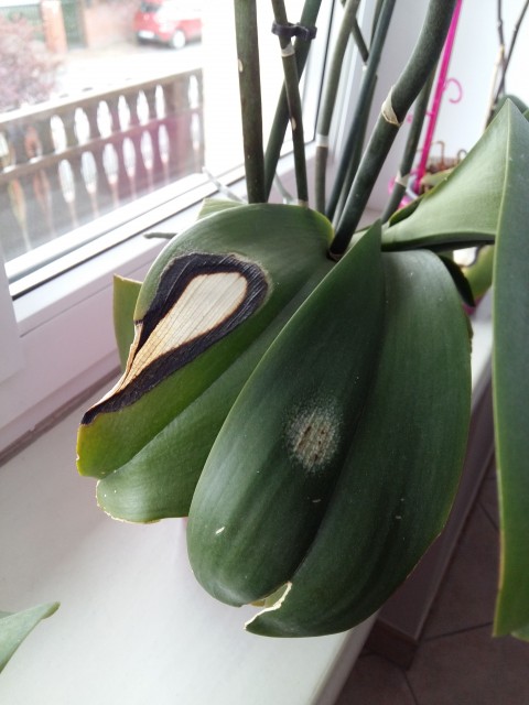 20160424_130827 2.jpg