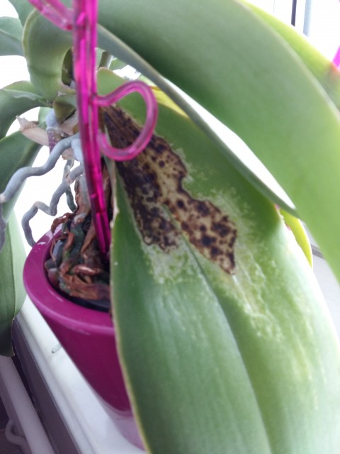 20160424_130818 2.jpg