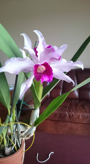 laelia purpurata.jpg