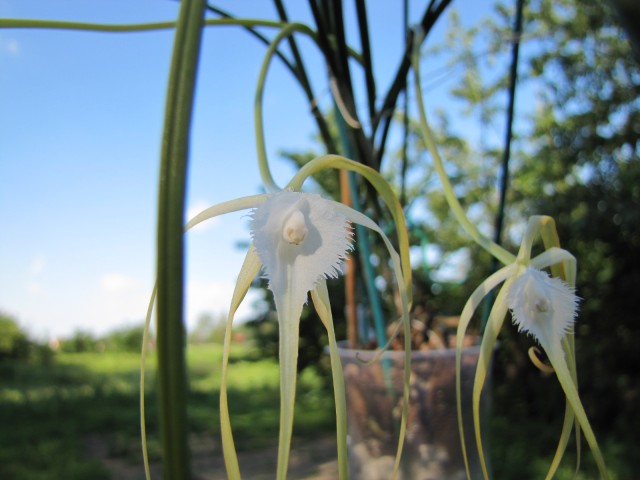 Brassavola cuculata 1 (1).JPG