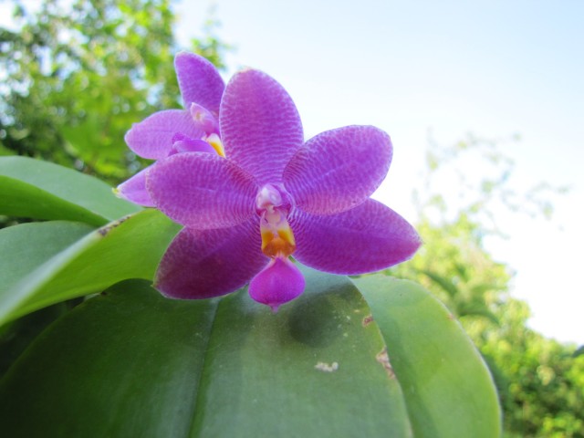 Phalaenopsis violacea coerulea Frank Smith x Zheng Min Etching.JPG