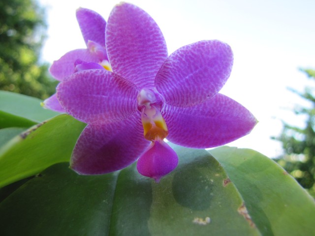 Phalaenopsis violacea coerulea Frank Smith x Zheng Min Etching 1.JPG