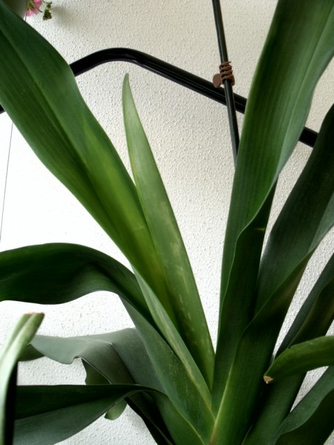 angraecum veitchii 001.jpg