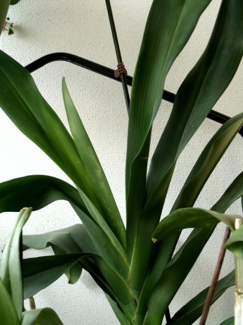 angraecum veitchii 002.jpg