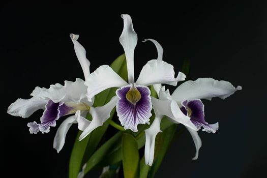 laelia purpurata.jpg