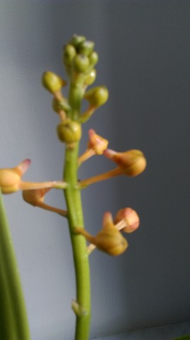 IMAG0357 (Kopiowanie).jpg