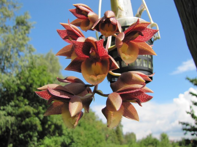 Catasetum Chuck Taylor (2).JPG