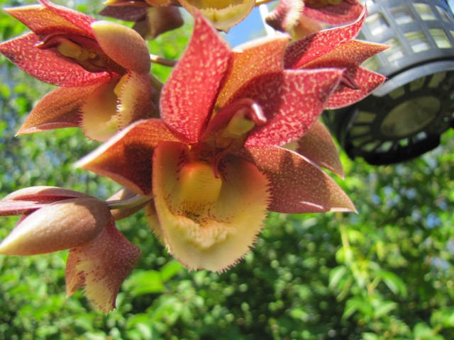 Catasetum Chuck Taylor (1).JPG