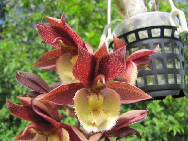 Catasetum Chuck Taylor (2).JPG