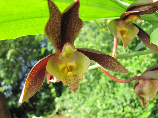 Catasetum incurvum x Ten Dragons Night Wasp (1).JPG