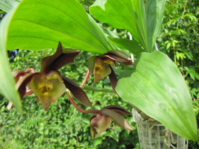 Catasetum incurvum x Ten Dragons Night Wasp .JPG