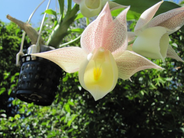 Catasetum pileatum Pierre Couret x expansum (2).JPG