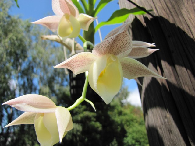 Catasetum pileatum Pierre Couret x expansum (1).JPG