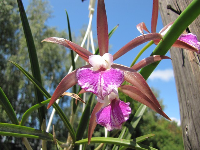 Bc Litoralis (1).JPG