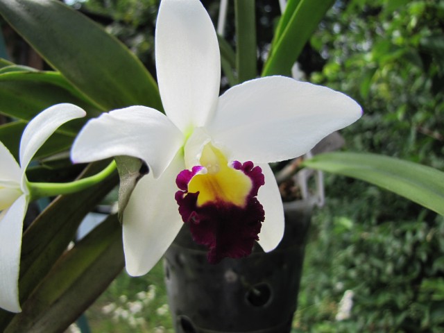 Cattleya Morning Love Nice Day.JPG