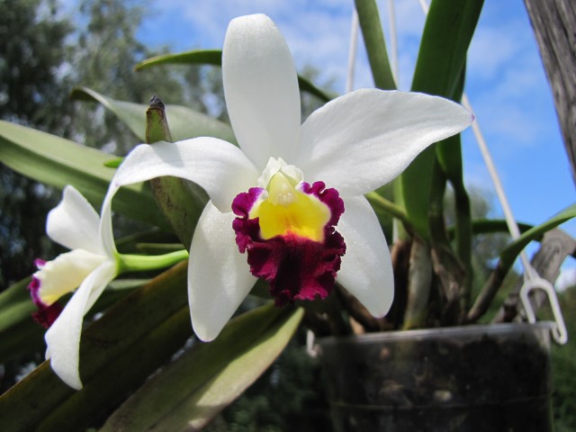 Cattleya Morning Love Nice Day (1).JPG