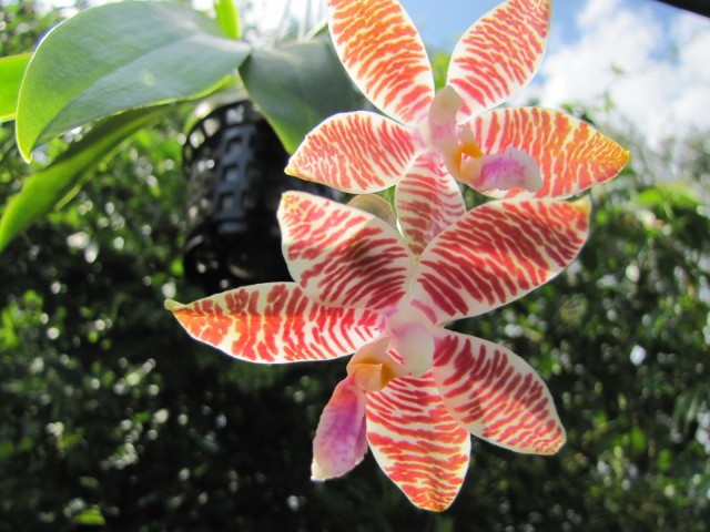 Phalaenopsis lueddemanniana Woodlawn x ambionensis Nicole (2).JPG