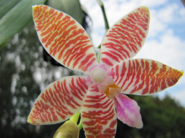 Phalaenopsis lueddemanniana Wodlawn x amboinensis Nicole.JPG